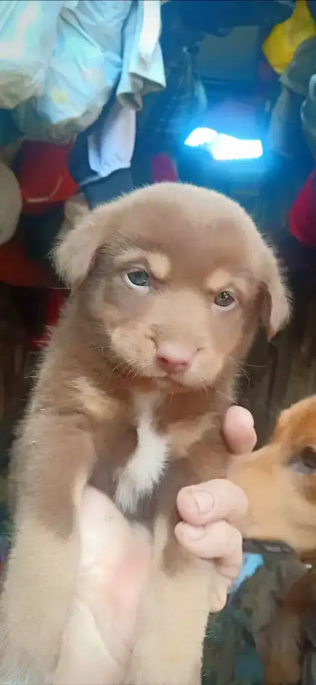 Anak anjing mix Golden Beagle