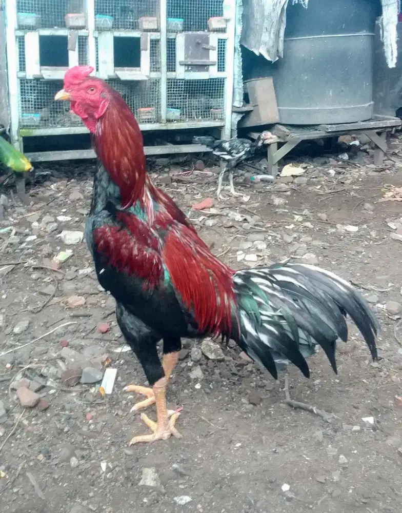 Peranakan BK x Pama, usia 8bln ukur 7an, bahu Tulangan tebal