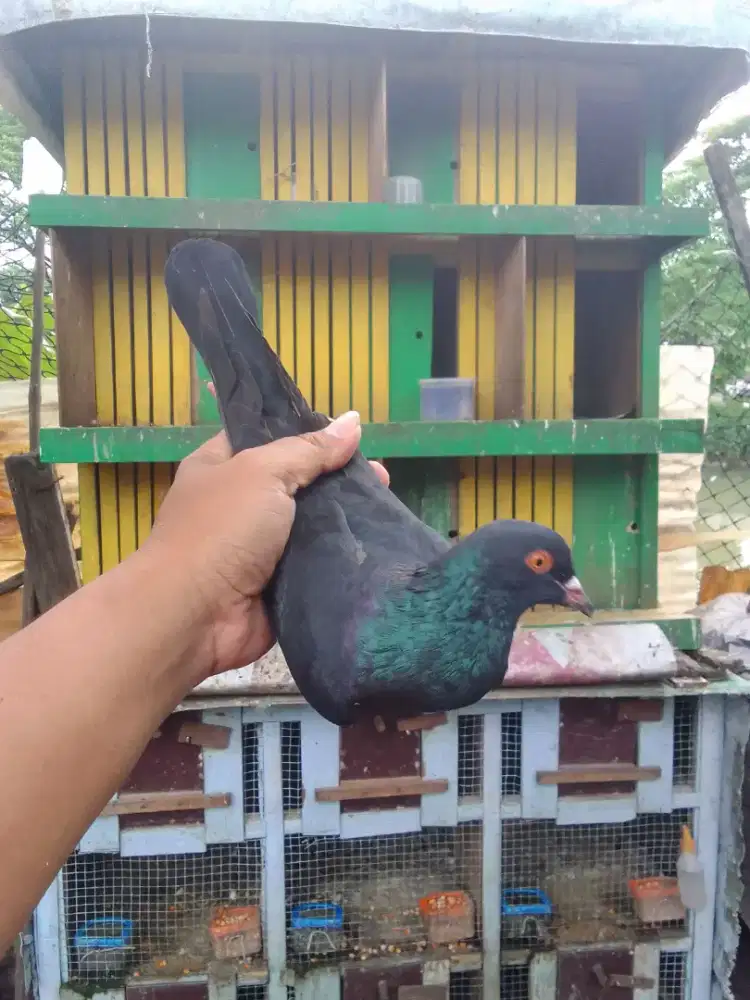 Jantanan kentong muda, materi kelip melip tinggian