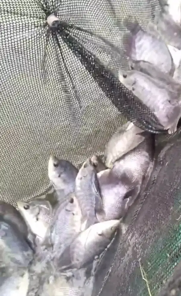 bibit unggul gurame soang ±3jarian