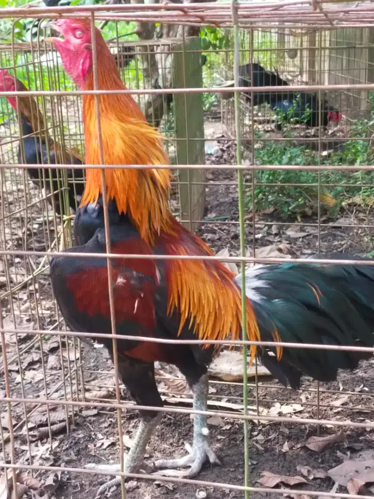 AYAM PAKHOY PAMA