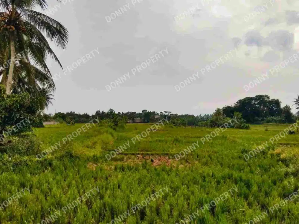 Dijual tanah sawah cibalagung cianjur jawa barat