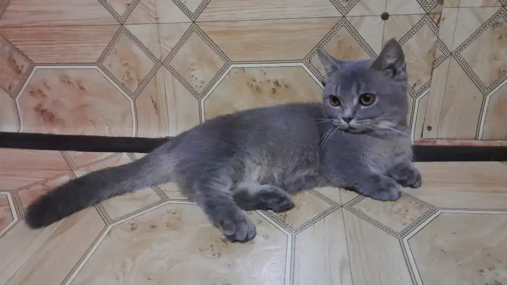 BSH Munchkin jantan 1 THN free kandang