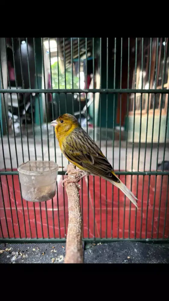 Kenari Loper Jantan sudah Ngeroll