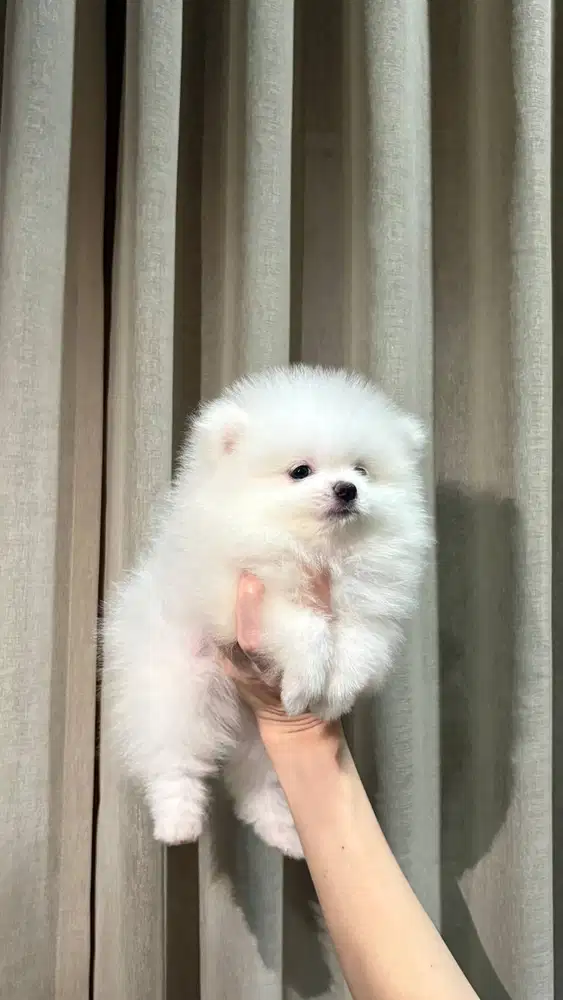 Pomeranian Minipom Betina HQ