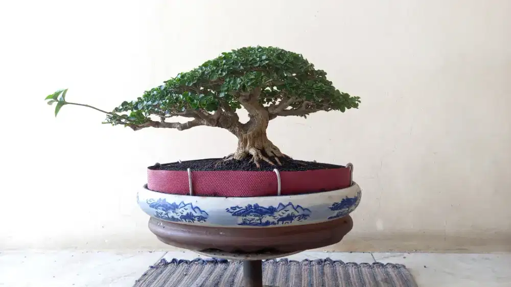Bonsai sancang small siap kontes