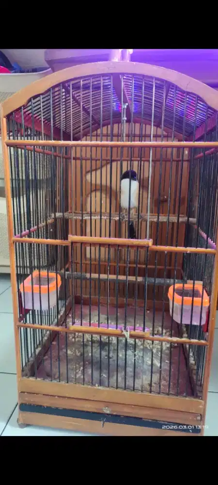 Burung Pentet atau Cendet