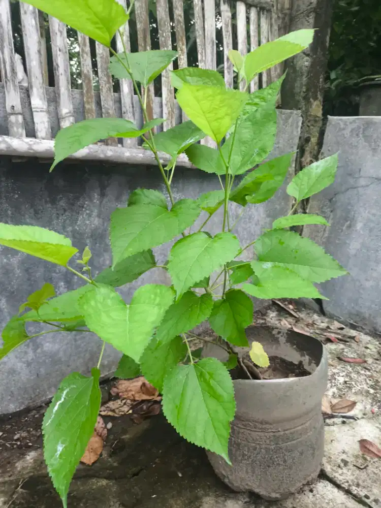 Bibit Tanaman Murbei Buah Besar Manis