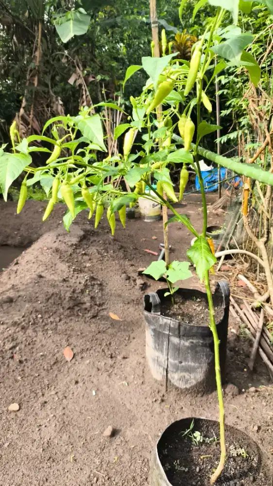 Cabai Rawit Full Bunga Buah Subur