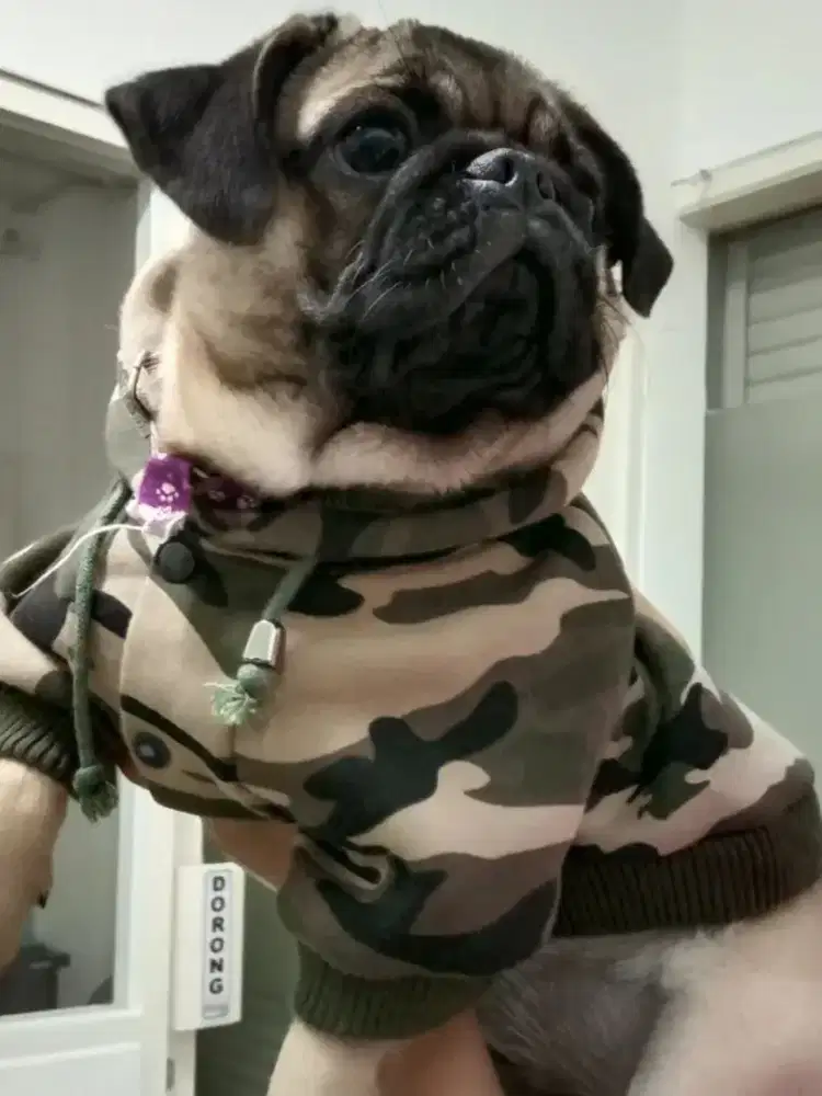 PUG Anabul Cute and friendly