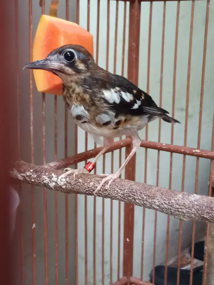 Anis kembang trotol jantan