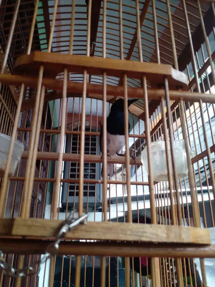 Burung kacer mapan deker mulus sehat walafiat tt  kenari  suren  murai