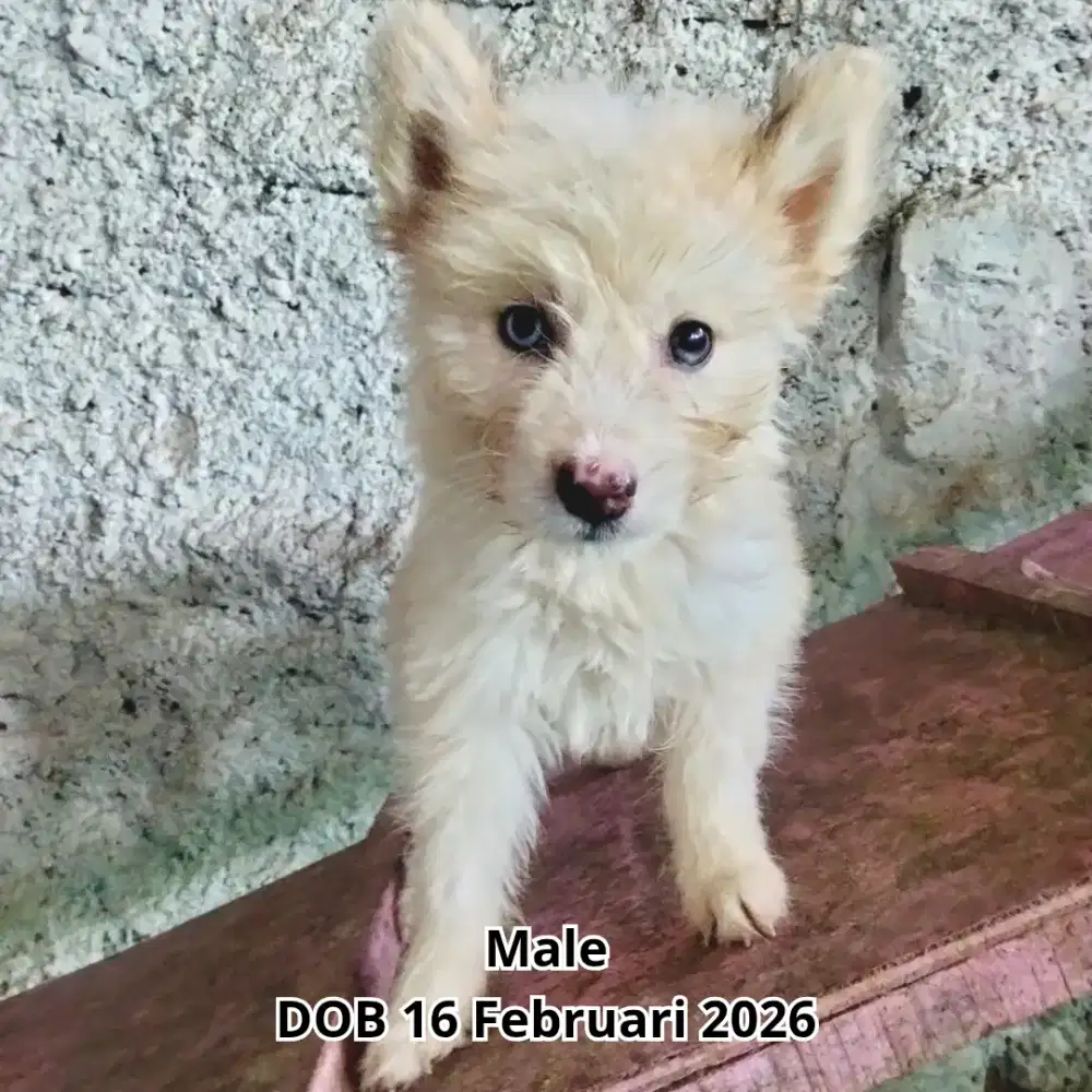 puppy Siberian Husky