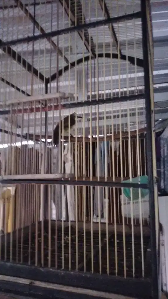 Burung trucuk rajin sehat saja