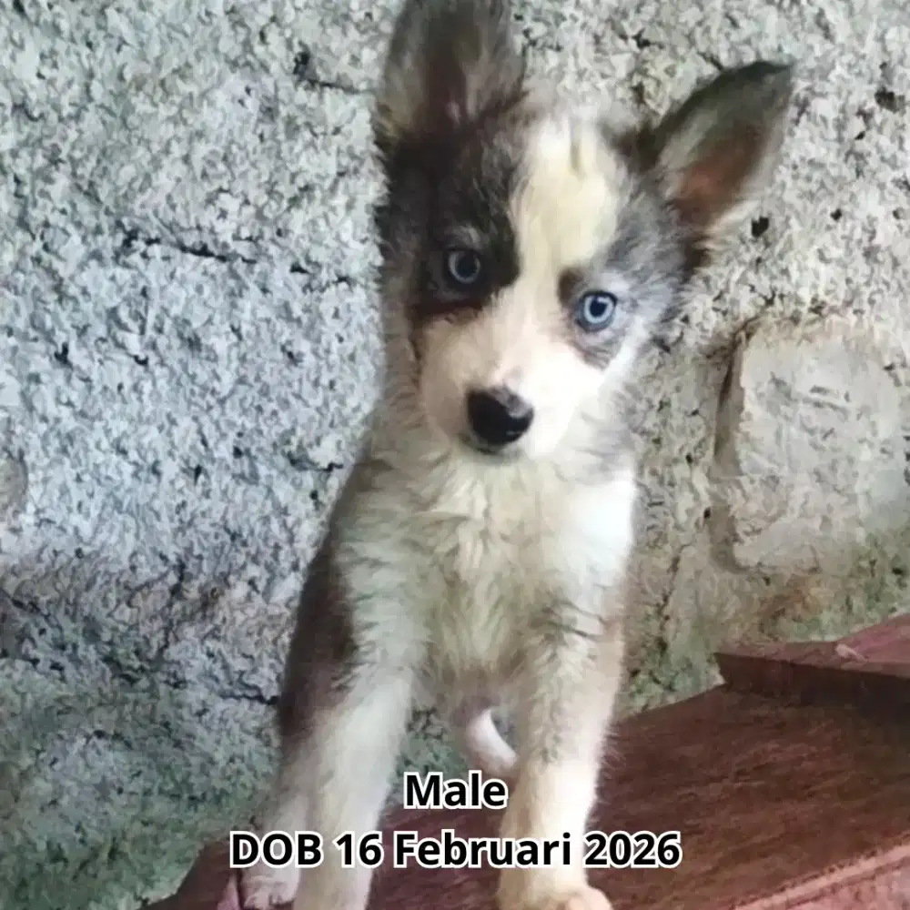 Siberian Husky Jantan