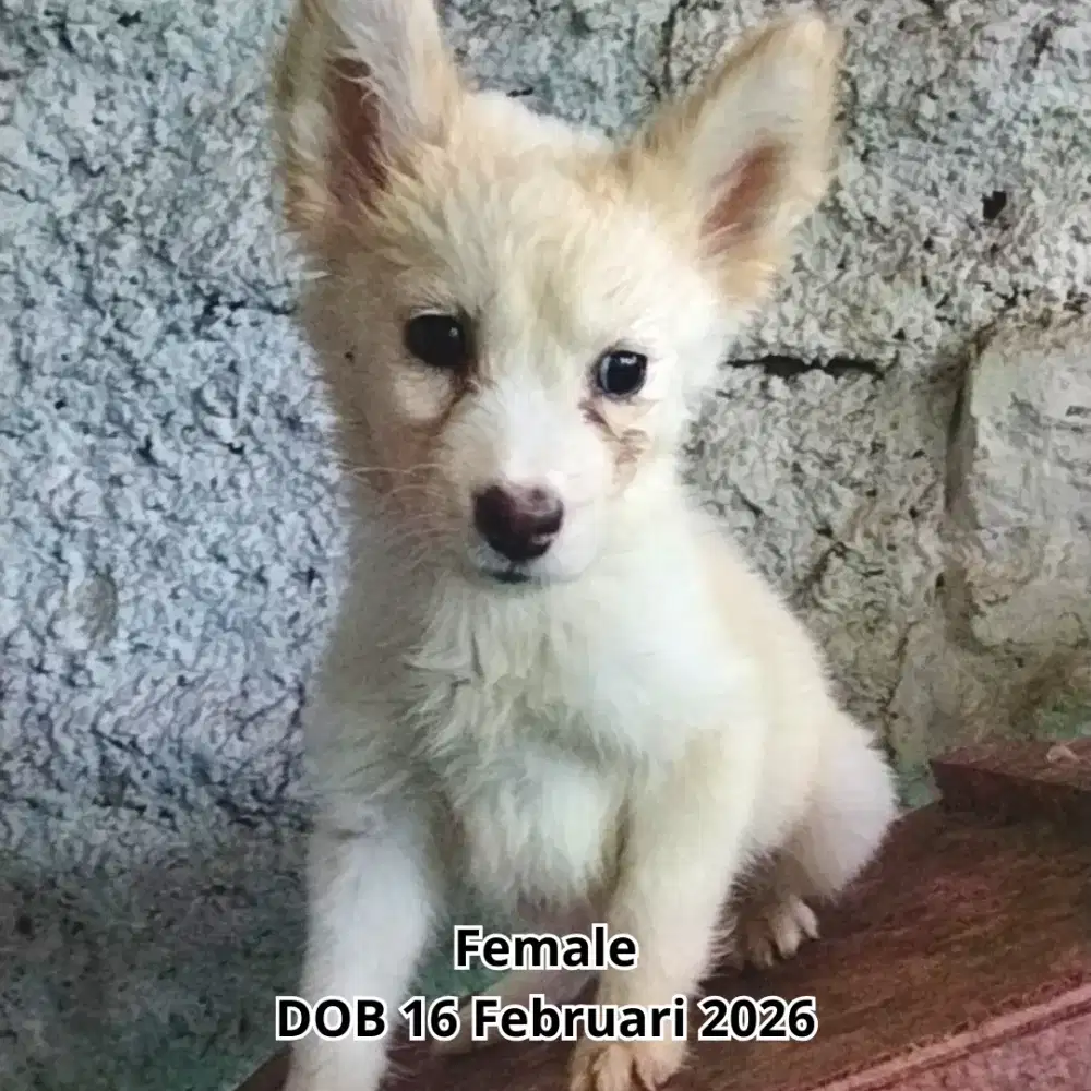 Siberian Husky betina