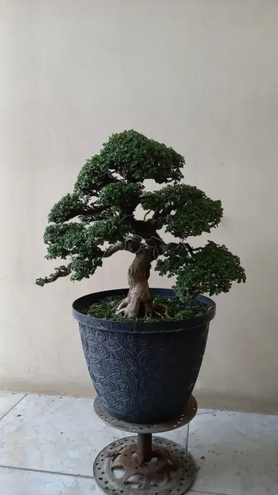 Bonsai Sancang~PremnaMicrophylla 30 cm pas kelas kontes