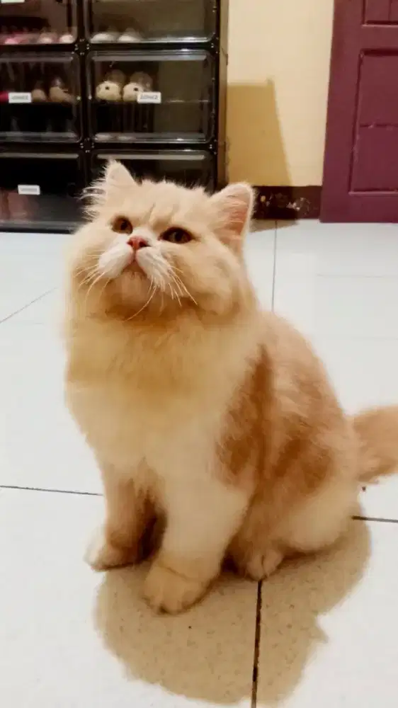 Kucing persia flatnose