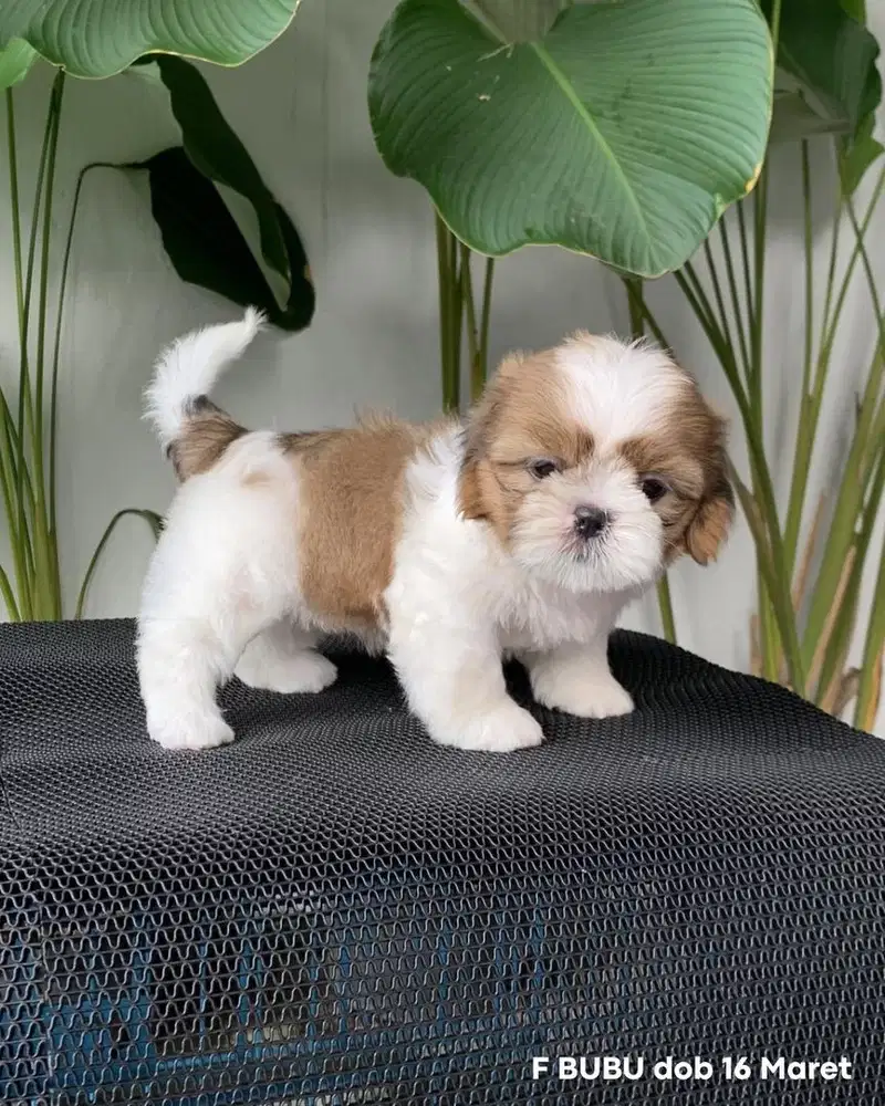 surabaya Anjing shihtzu shih tzu shitzu shitsu sitzhu