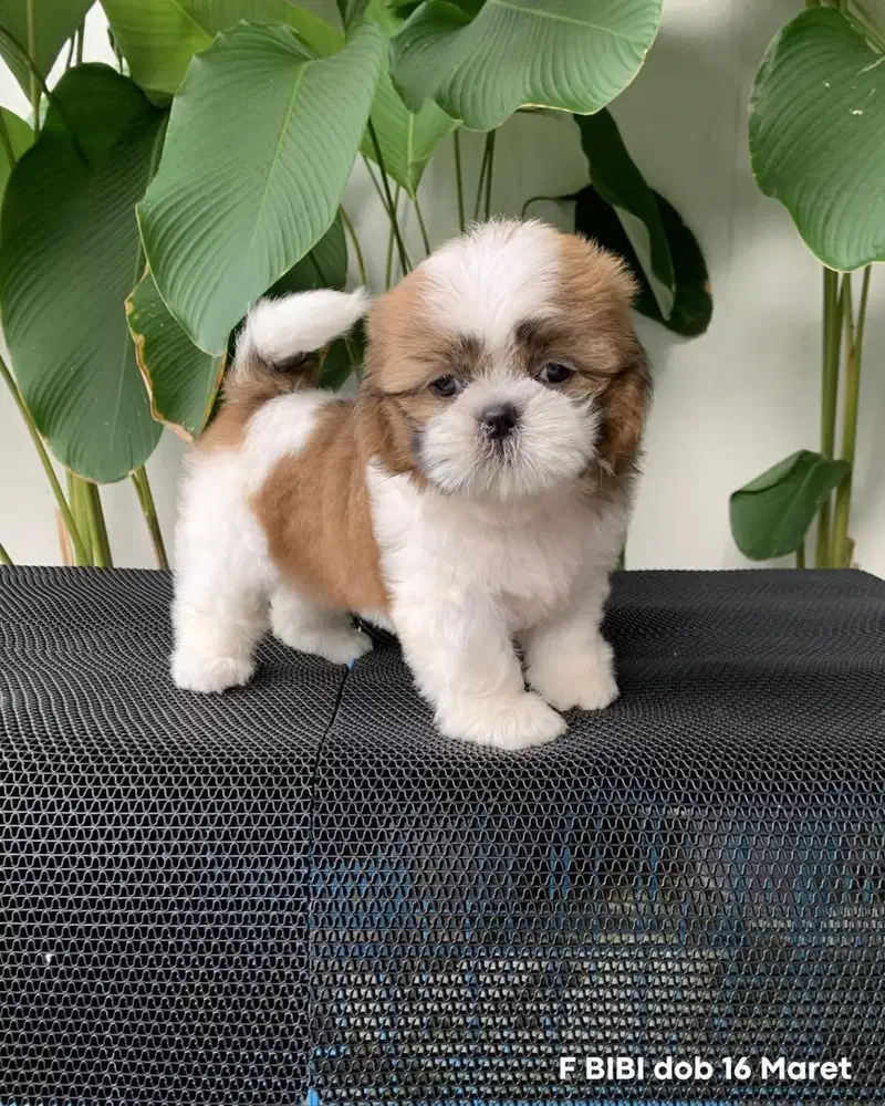 surabaya Anjing shihtzu shih tzu shitzu shitsu sitzhu