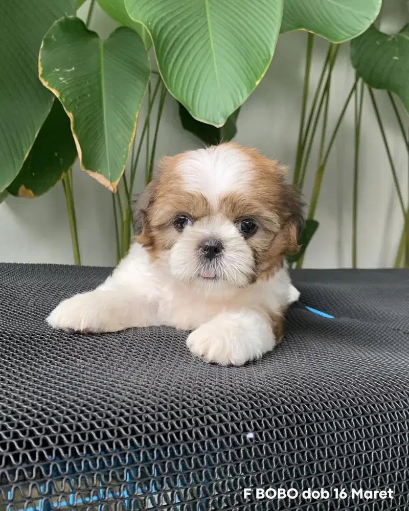 surabaya Anjing shihtzu shih tzu shitzu shitsu sitzhu