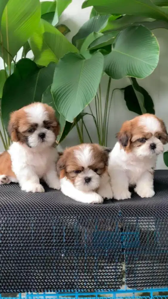 surabaya Anjing shihtzu shih tzu shitzu shitsu sitzhu