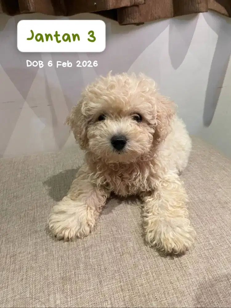 Toy Poodle Surabaya Jantan Light Apricot (Stambum & Vaksin Lengkap