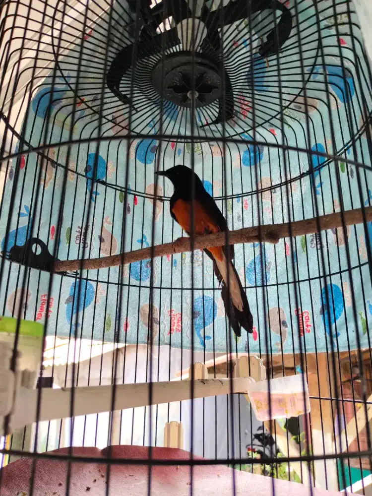 Murai Hutan Asli Hutan Jantan