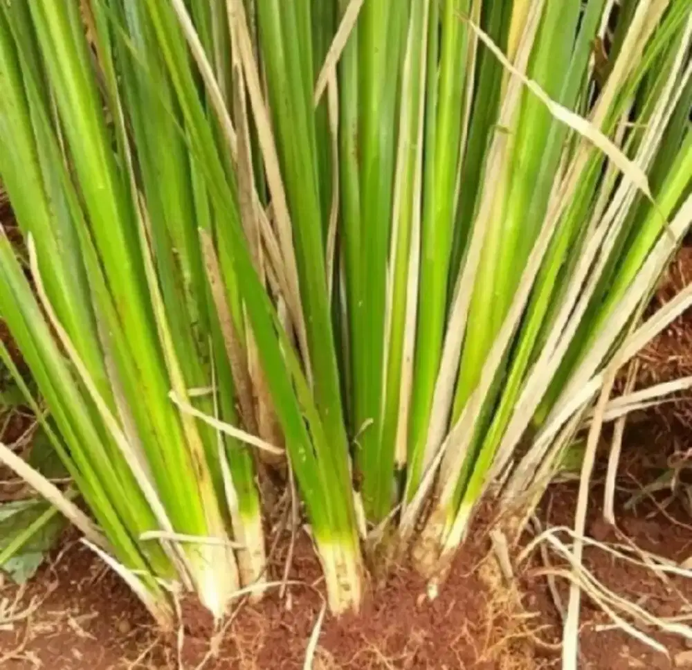 Rumput vetiver - pencegahan rawan longsor