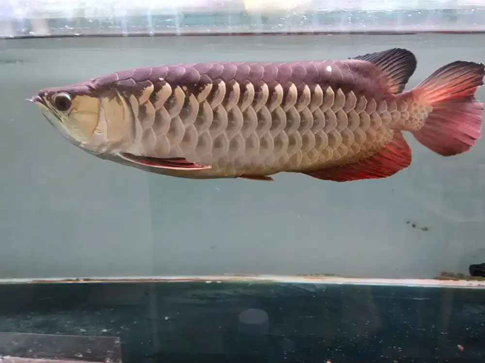 Arwana Golden Red 40cm