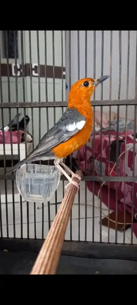 Anis merah jantan sumedang