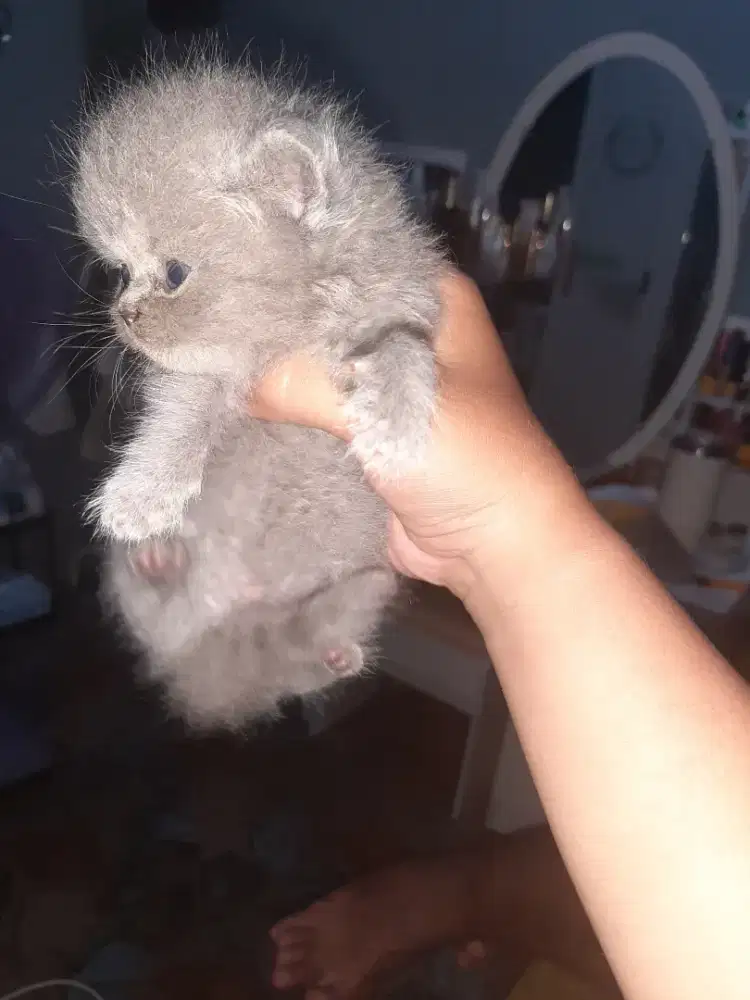 Baby kucing bsh abu
