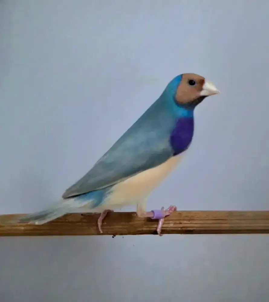 Gould Amadine Biru Pastel