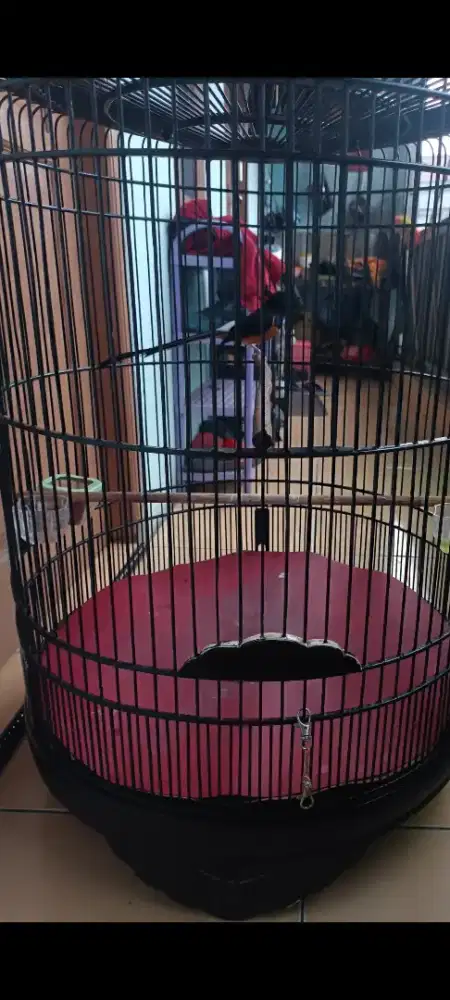 Di jual murai pastol gacorr