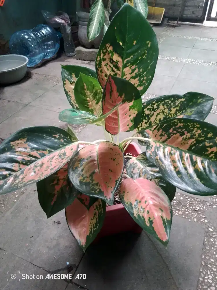 Jual tanaman algonema