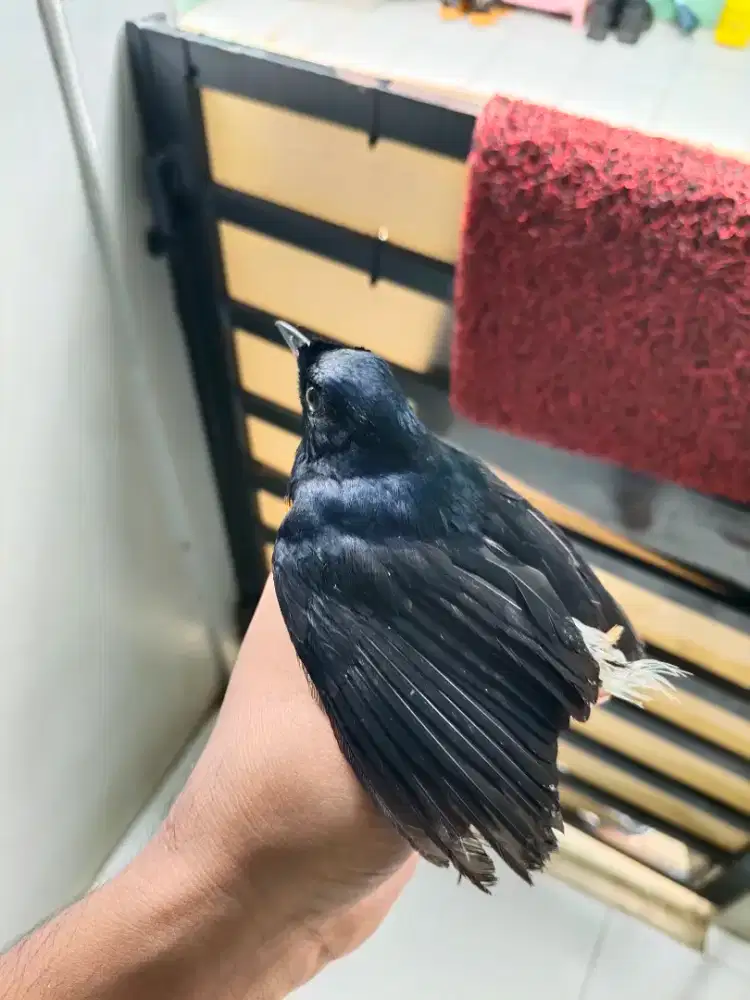 Murai Hutan Body Big Dorong ekor