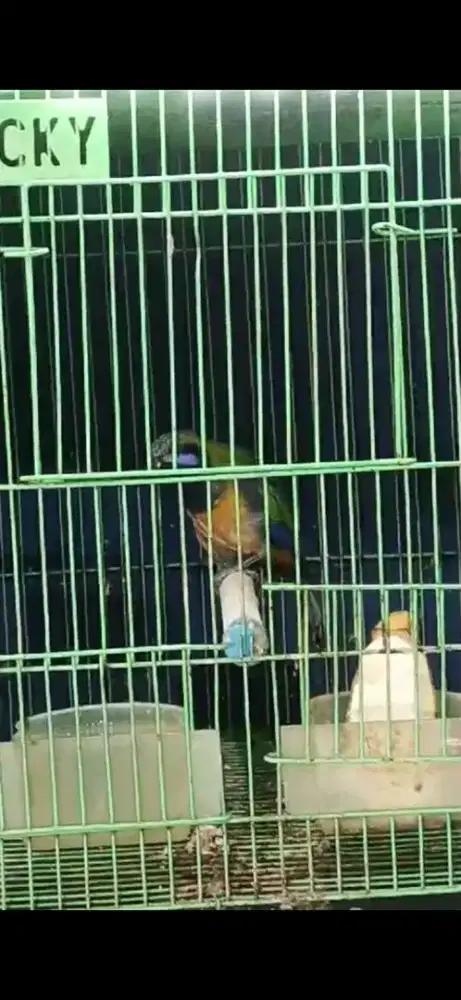Burung warna warni cungko bahan rawatan rajin2