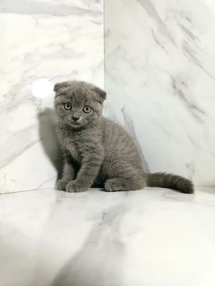 Kucing scottish fold