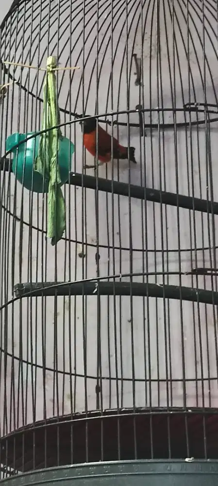 Siskin klasik Jodaan