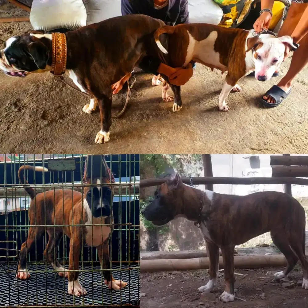 Pitbox jantan 5 bulan