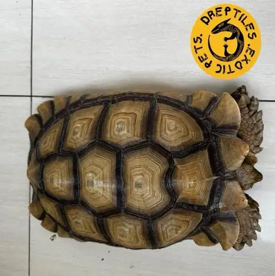Sulcata tortoise