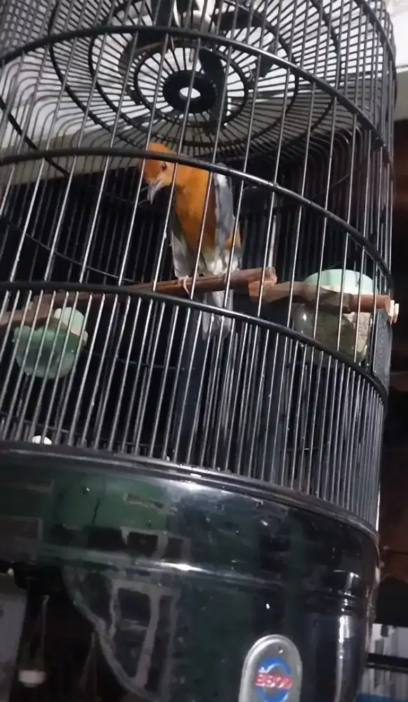 Anis merah gacor teler gantung bunyi fullset ebod