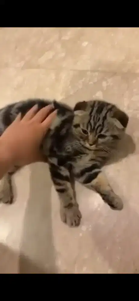 Kucing scottish fold betina