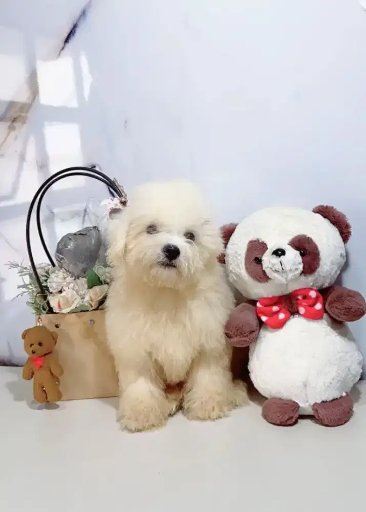 Bichon Frise Import turunan bichon pertama di indonesia