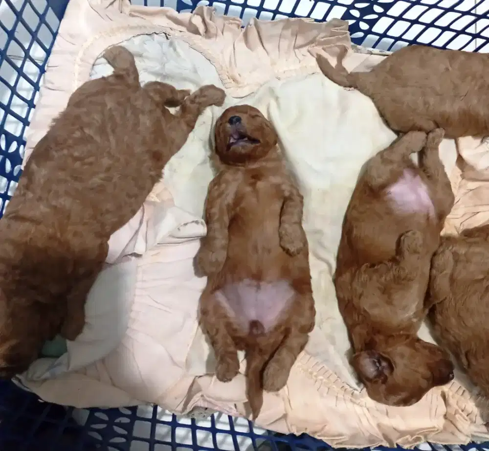 3 ekor puppies Poodle asli anakan jual borongan 1 jantan 2 betina