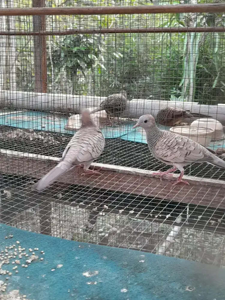 Perkutut silver jantan