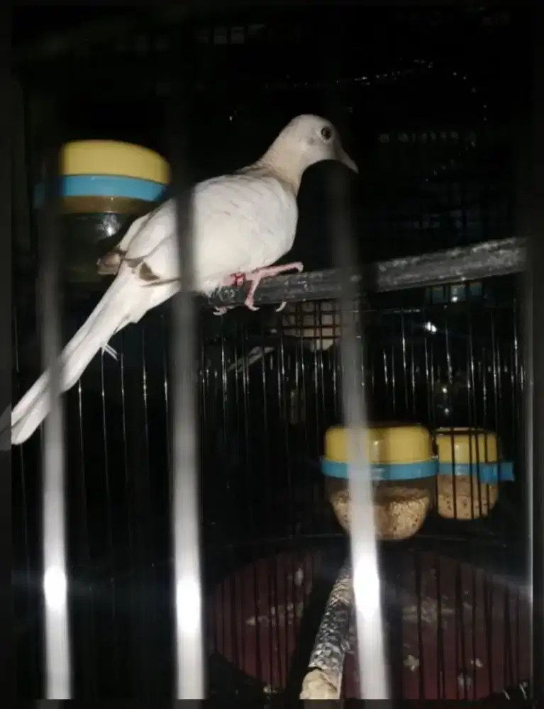 Perkutut golden jantan remaja