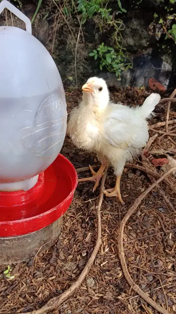 Anakan white leghorn