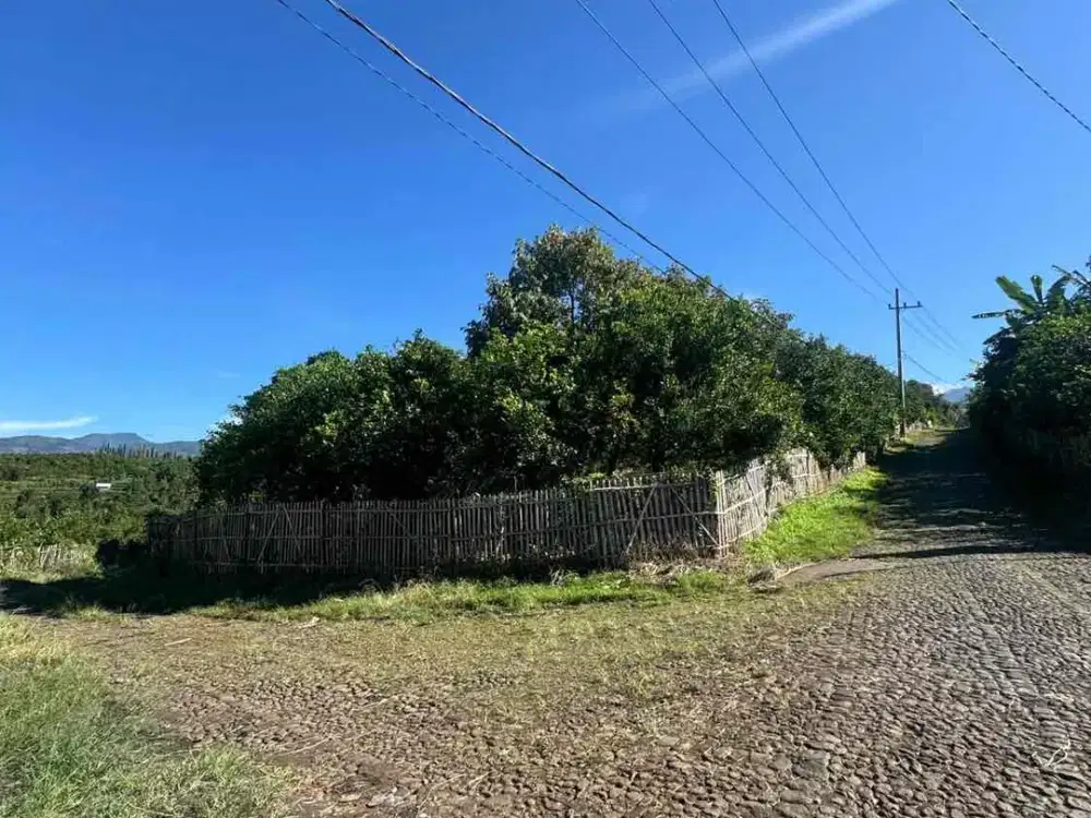 KEBUN DURIAN DAN JERUK MURAH KOTA BATU