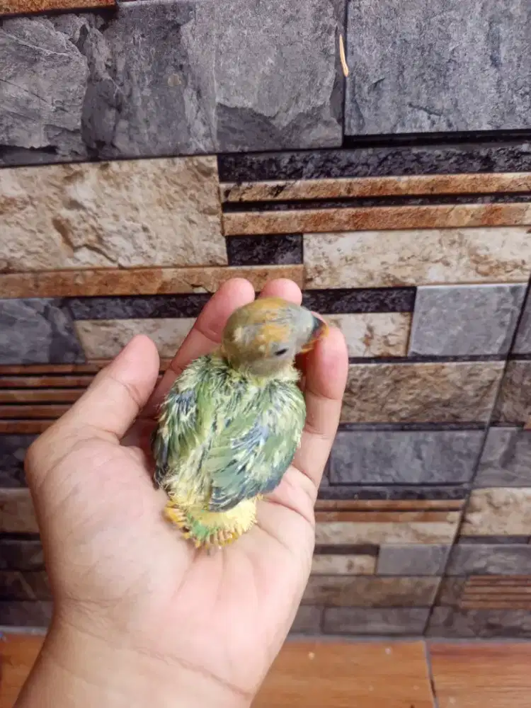 Lolohan lovebird nonklep & Parkit mutasi